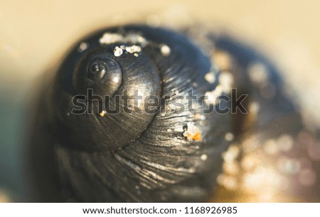 Geometric pattern of a shell of a mollusc. Sand beach