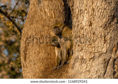 Curious baboons peeking from a safe place, Hwenge, Zimbabwe