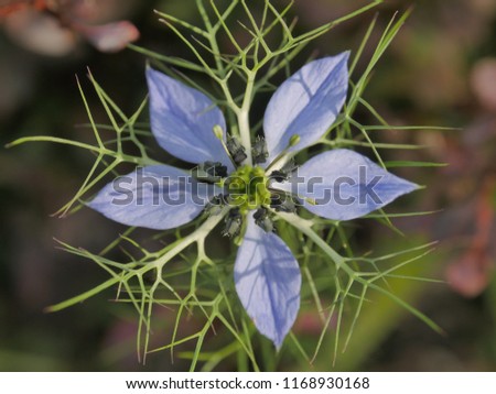 Blue flower in the summer garden