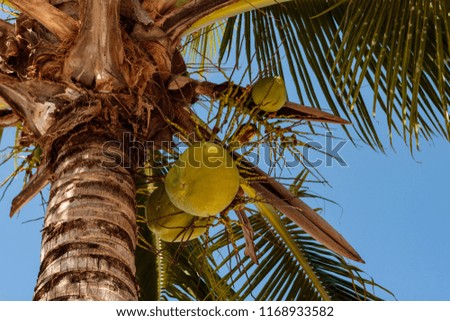 Travel photo from Cozumel island.
Close up photo of a coconut tree on a beach in Cozumel, Mexico.
