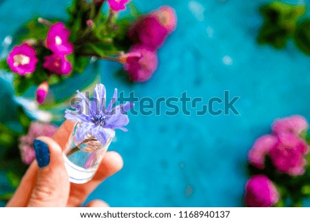 Pink Clover flowers on table with blue background
