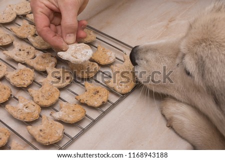 Husky dog wants homemade dog biscuits on oven grill Royalty-Free Stock Photo #1168943188