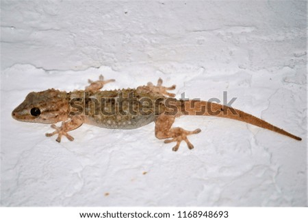 Small Lizard on White Wall