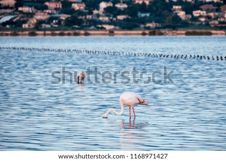Flamingos in Molentargius Park, Cagliari, Sardinia
