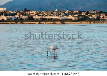 Flamingos in Molentargius Park, Cagliari, Sardinia