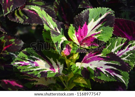 Background of colorfully leaves.colored leaves on a bush. Colorful foliage.