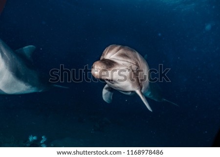 Dolphins swimming in the Red Sea, Eilat Israel
