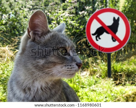 The cat sits next to the sign to the no dogs on the background of green grass.