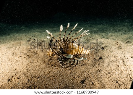 Lion fish in the Red Sea Colorful and beautiful, Eilat Israel
