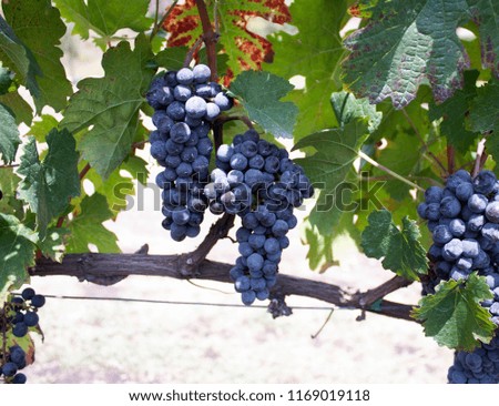 
Planting purple merlot grapes to make red wine located in Mexican vineyards