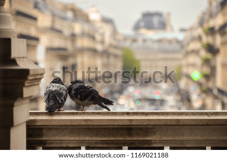 Pigeons on a rooftop somewere in Paris. The city out of focus as background. Artistic picture. 