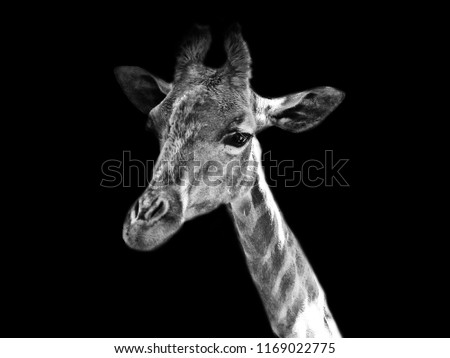 Portrait of a baby giraffe                               