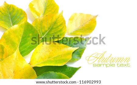 Autumn leaves on white background with sample text