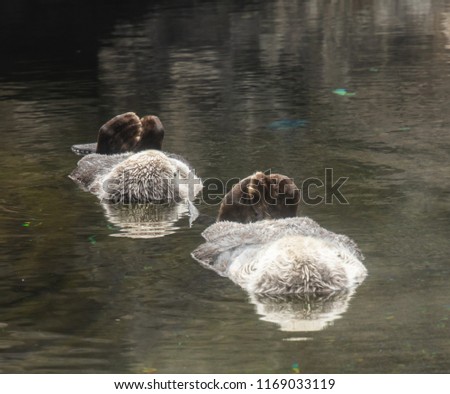 Two sleeping Sea Otters floating on their backs with back flippers sticking up