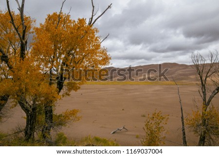 Autumn leaves at the Great Sand Dunes National Park, Colorado.   
