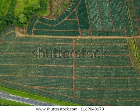 Beautiful aerial view of the pineapple plantations in Costa Rica