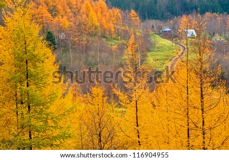 Golden Autumn Sakhalin.