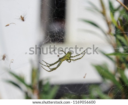 A close-up photograph of a Tent Spider, also commonly called the Dome-web Spider (Cyrtophora moluccensis) in its web in a backyard in Brisbane, Australia. 