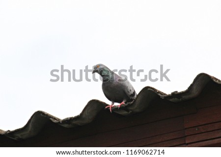 Dove on the roof