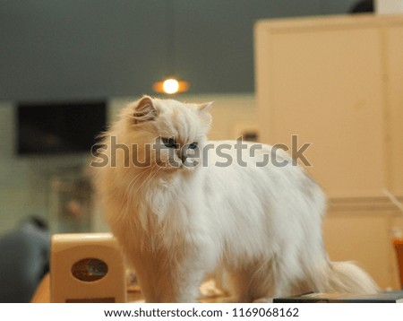 White cat looking