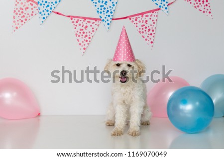 Cute small female dog with party hat and balloons