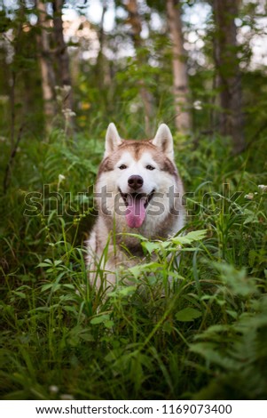 Portrait of smilley siberian husky dog with brown eyes sitting in green fern grass in the forest at sunset