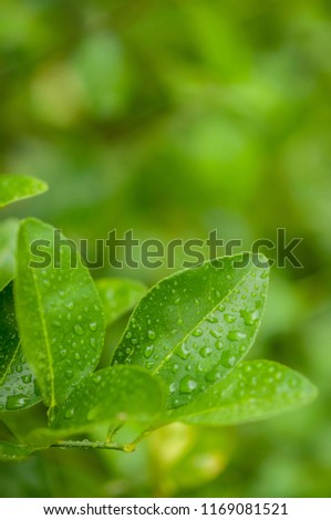 Green leaves of lime.  Lime is an important spice of Thai food and it is herbal medicines. Picture is selective focus style.
Scientific name: Citrus aurantifolia (Christm.) Swingle.  Family: Rutaceae.