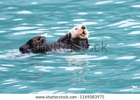 Sea Otter in Resurrection Bay near the Seward Harbor, Alaska