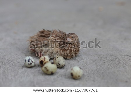 quail eggs and quail bird on floor detail picture.