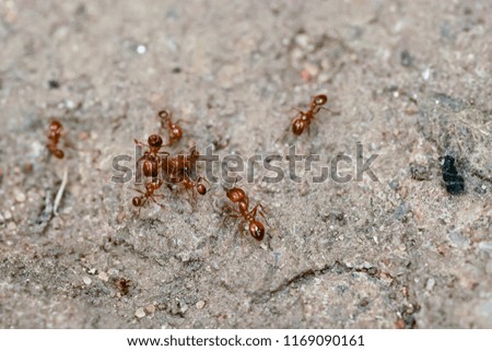 red ants playing                               