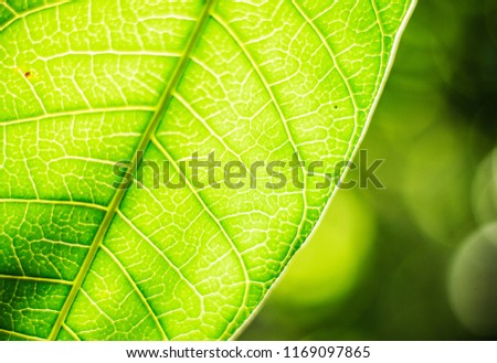 Behind  the leaf