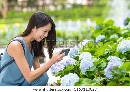 Woman taking photo on Hydrangea flower at park