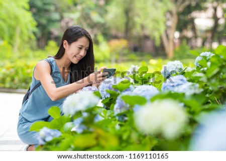 Woman taking photo on Hydrangea garden