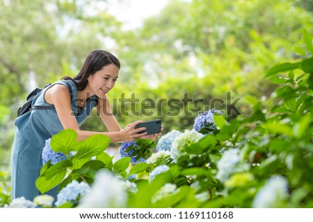 Woman taking photo with mobile phone on Hydrangea garden