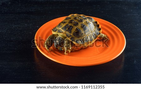 turtle on a plate closeup on a dark background