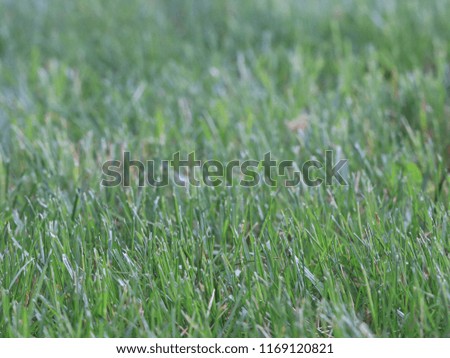 green juicy grass on a countryside field