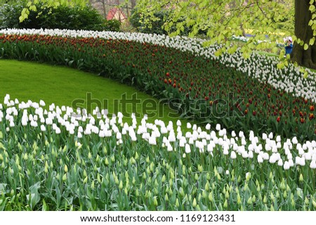 The beautiful garden with a lot of tulips at Amsterdam Netherlands.