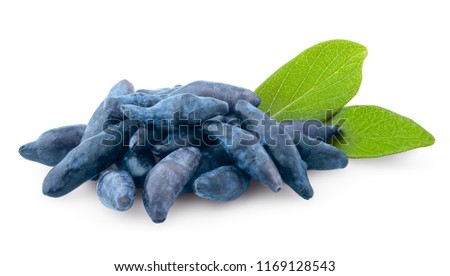 blue honeysuckle, clipping path, isolated on white background, full depth of field