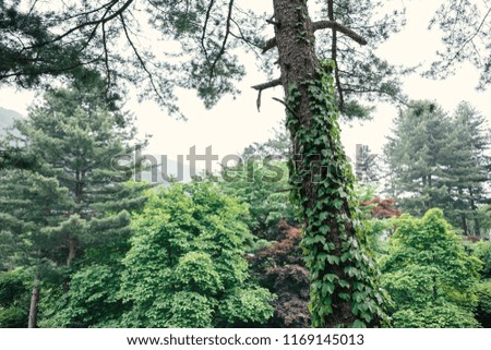 green leaves in forest, shallow depth of field
