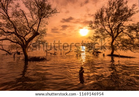 asian fisherman work on mangrove forest on the Thai bay tropical sea when the sunrise / sun set 