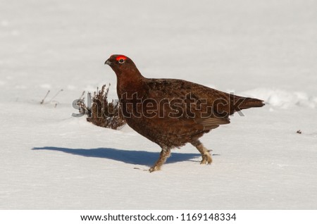 A male red grouse walking on the snow in the Peak District in good light.