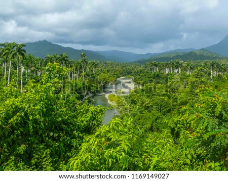 Tropical green forest of Cuba with a river and palm trees