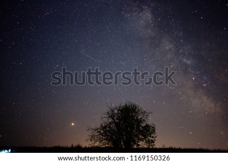 milky way at night and green fir tree