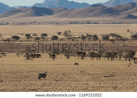 some antelope eating in the savanna of africa in the wild nature