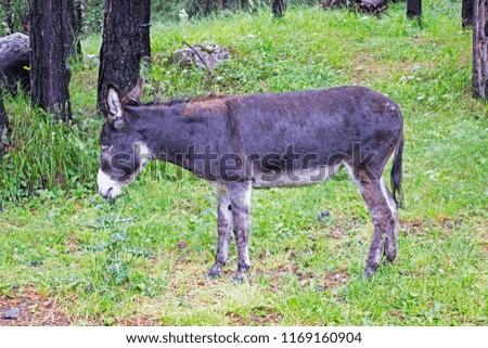 Young donkey eating thistle in valley near Elbrus