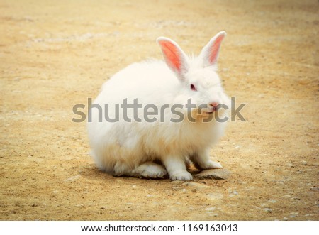 White rabbit in farm / rabbit sitting on ground / Animal picture vintage style