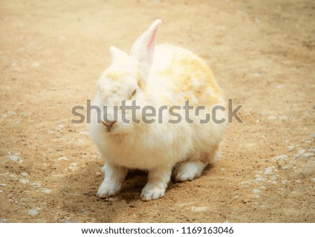 White rabbit in farm / rabbit sitting on ground / Animal picture vintage style