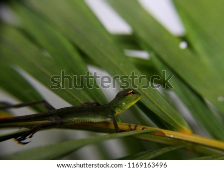 close up of a small garden lizard / tree lizard in  a home garden Sri Lanka

