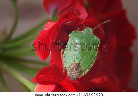 Shchitnik green wood (lat.Palomena prasina) - a kind of bedbugs from the family of these shchitnikov.On crawls on a red flower.