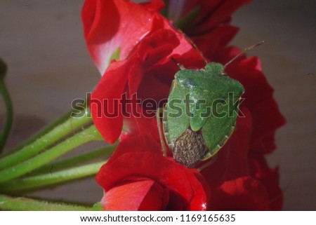 Shchitnik green wood (lat.Palomena prasina) - a kind of bedbugs from the family of these shchitnikov.On crawls on a red flower.